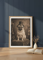 Victorian Pug Portrait Art art print shown in a navy paneled oak setting