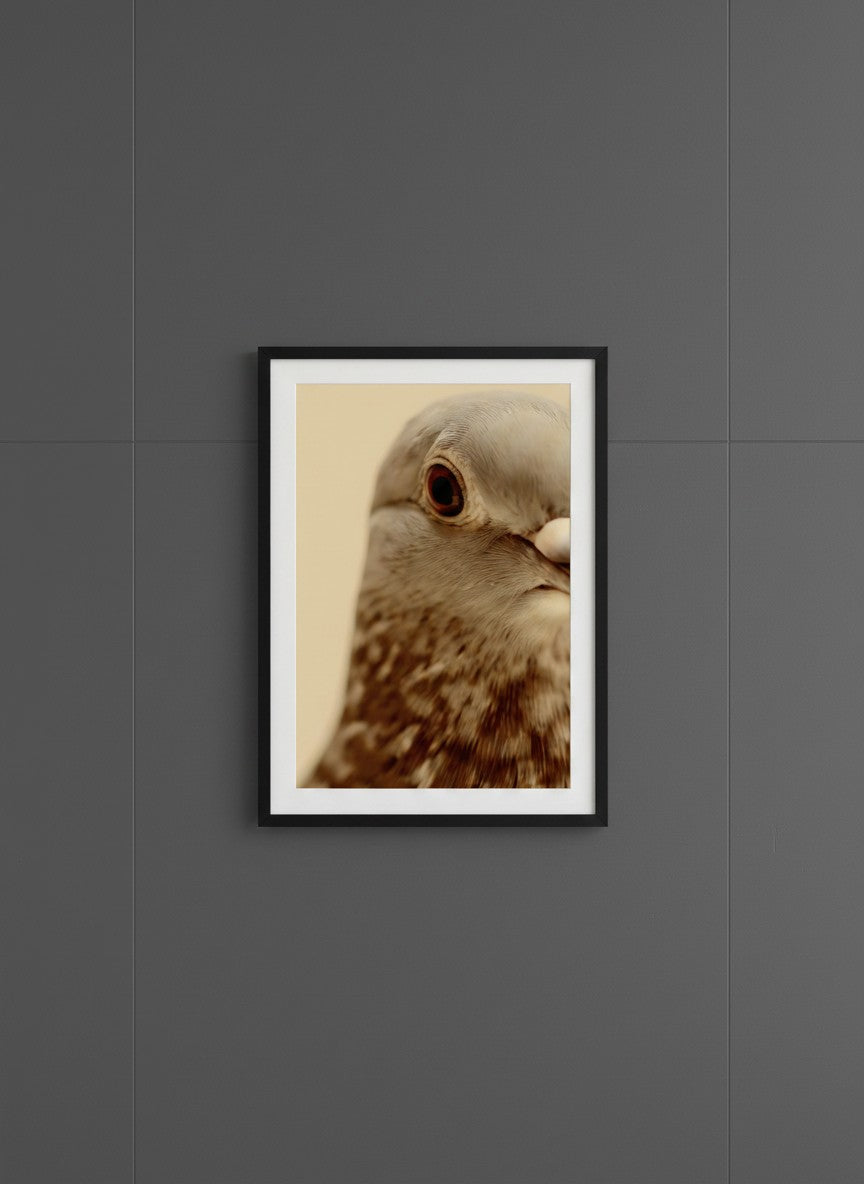 Pigeon Portrait Close Up Photo art print shown in a charcoal minimal black setting