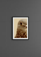 Pigeon Portrait Close Up Photo art print shown in a charcoal minimal black setting