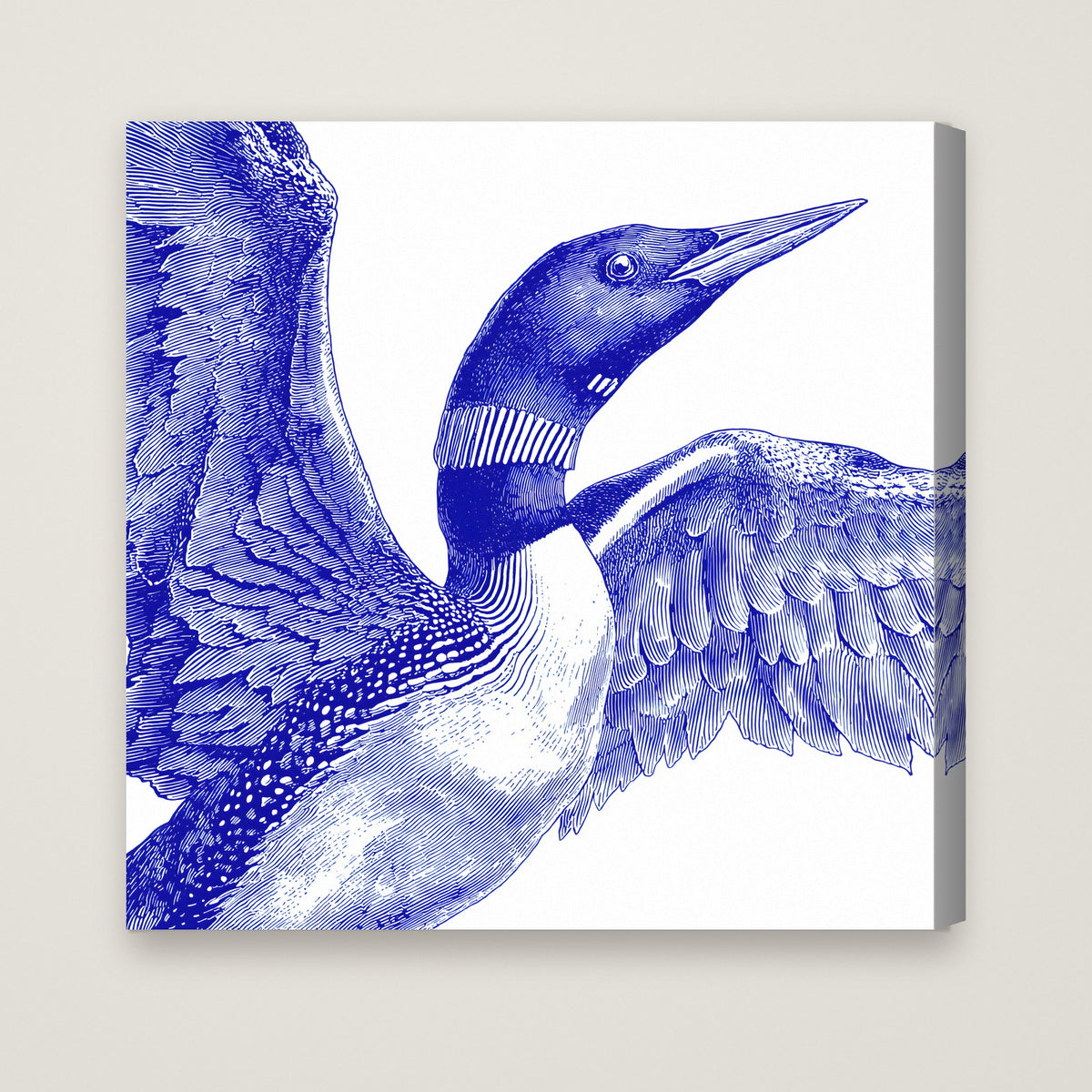 Blue Loon Bird Etching Art as a stretched canvas