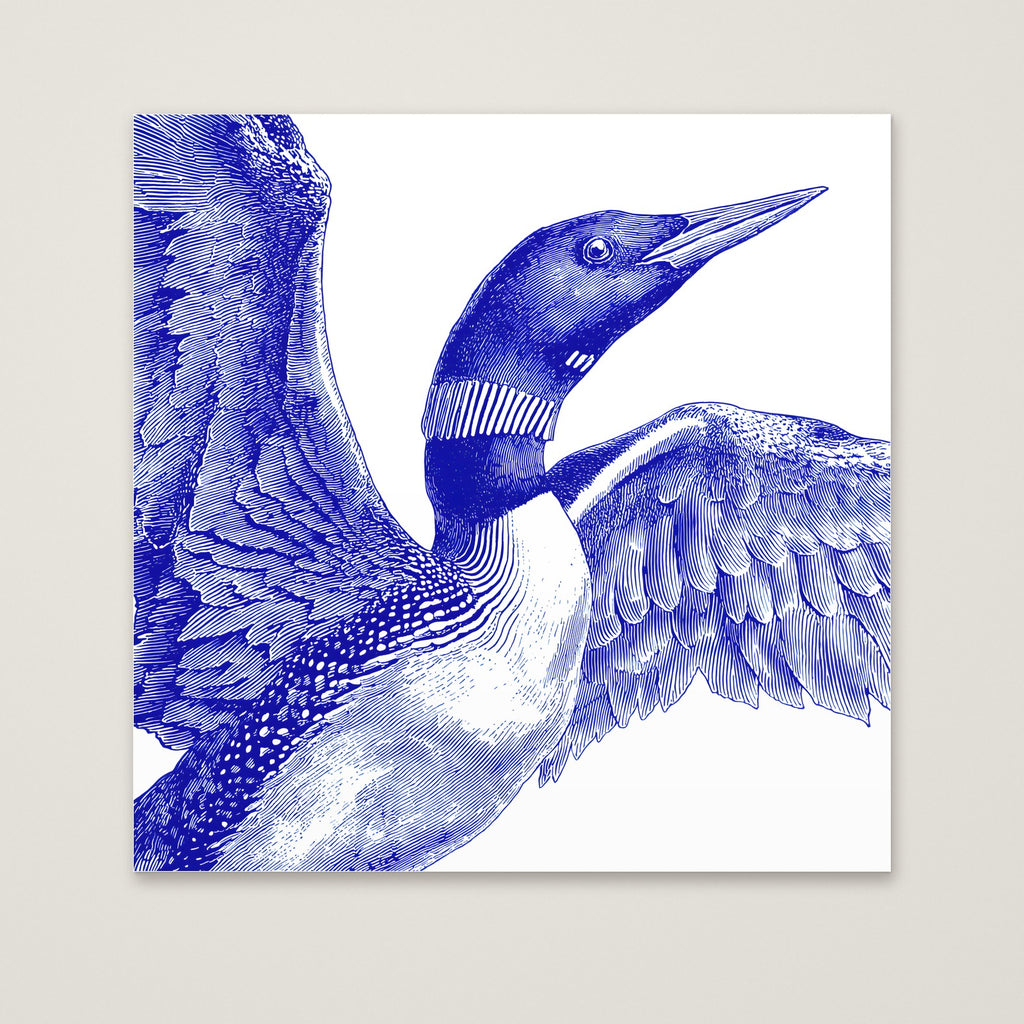 Blue Loon Bird Etching Art as an unframed matte paper print