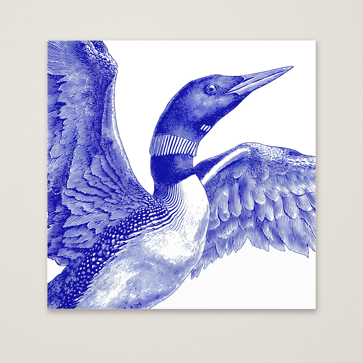 Blue Loon Bird Etching Art as an unframed matte paper print