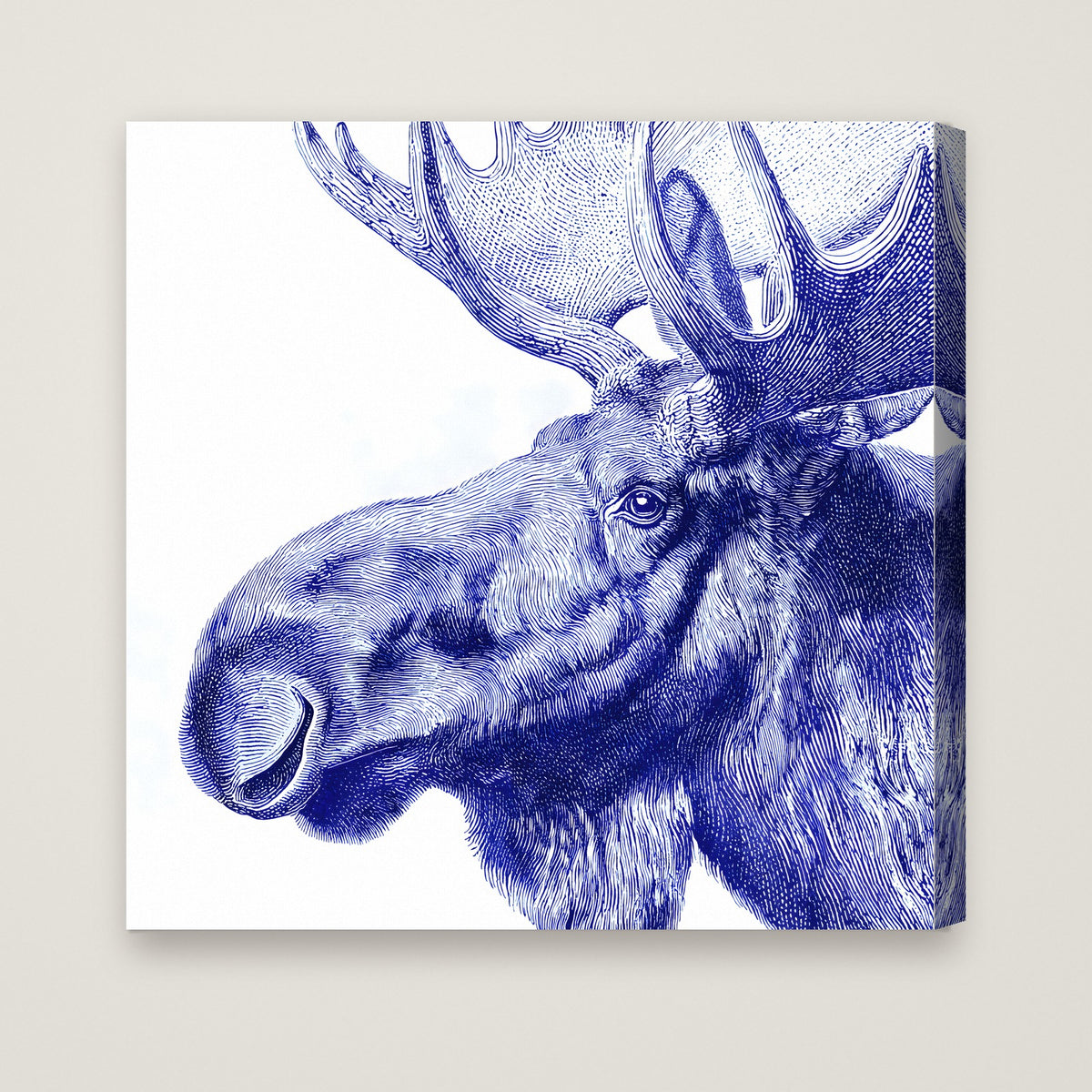 Blue Moose Engraving Art as a stretched canvas