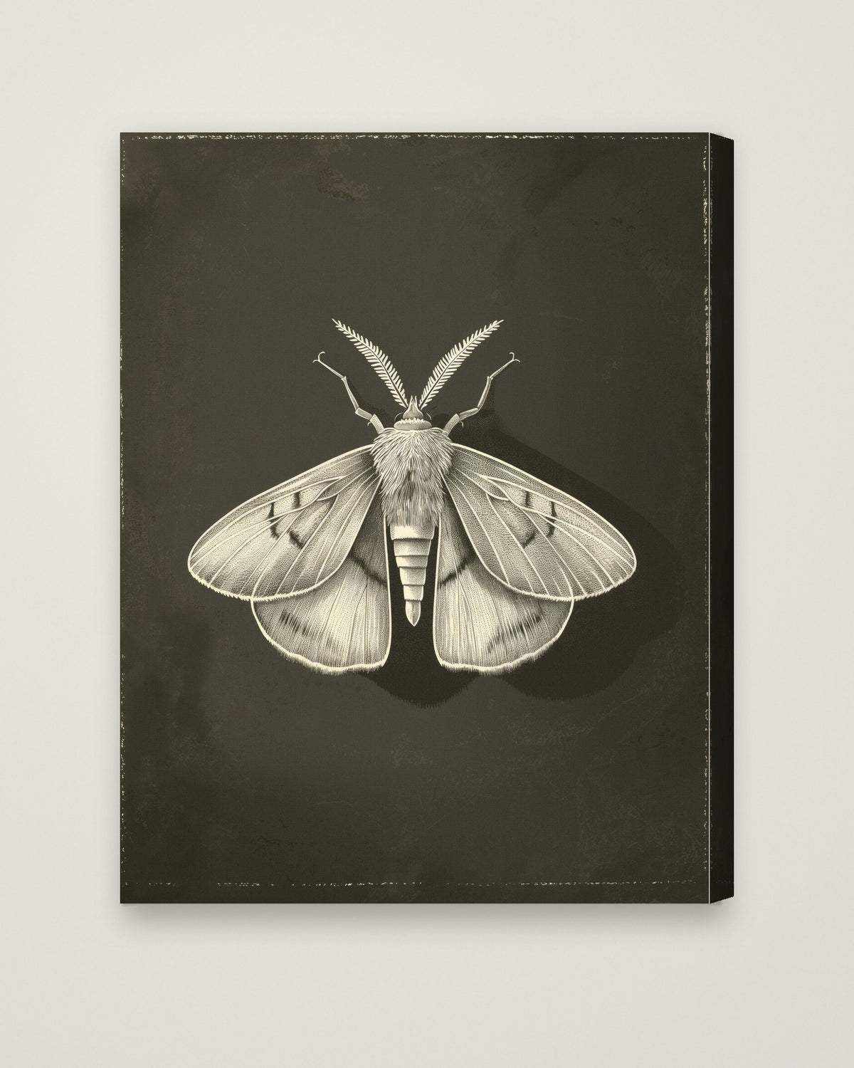 Dark Moth Botanical Illustration as a stretched canvas