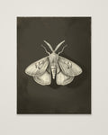 Dark Moth Botanical Illustration as an unframed matte paper print