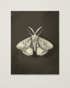 Dark Moth Botanical Illustration as an unframed matte paper print