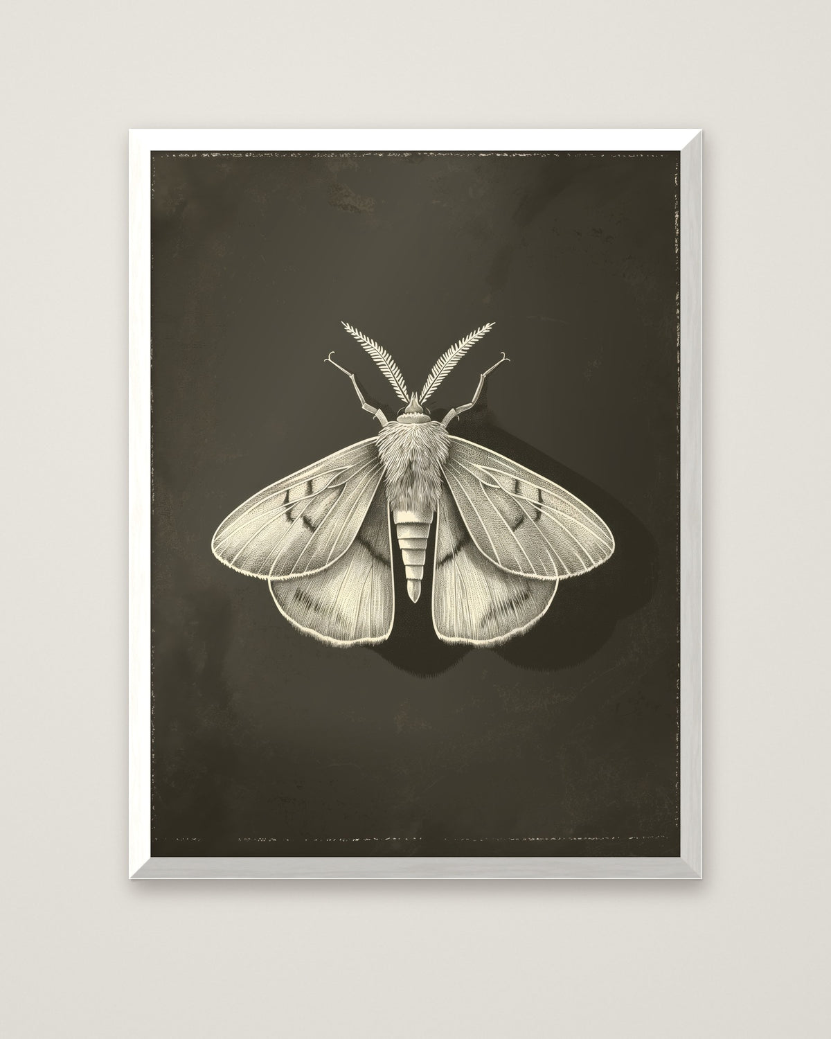 Dark Moth Botanical Illustration in a white frame