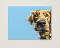 Golden Dog Portrait Art as an unframed matte paper print
