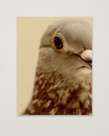 Pigeon Portrait Close Up Photo as an unframed matte paper print