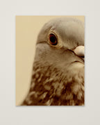 Pigeon Portrait Close Up Photo as an unframed matte paper print