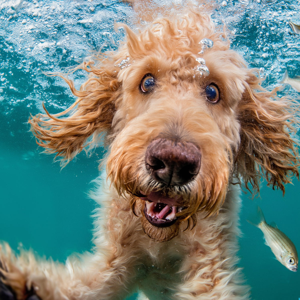 Goldendoodle Underwater Swimming Art art print