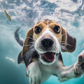 Underwater Dog Portrait Art art print