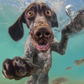 German Shorthaired Pointer Underwater Art art print