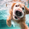 Golden Retriever Underwater Swimming Art art print